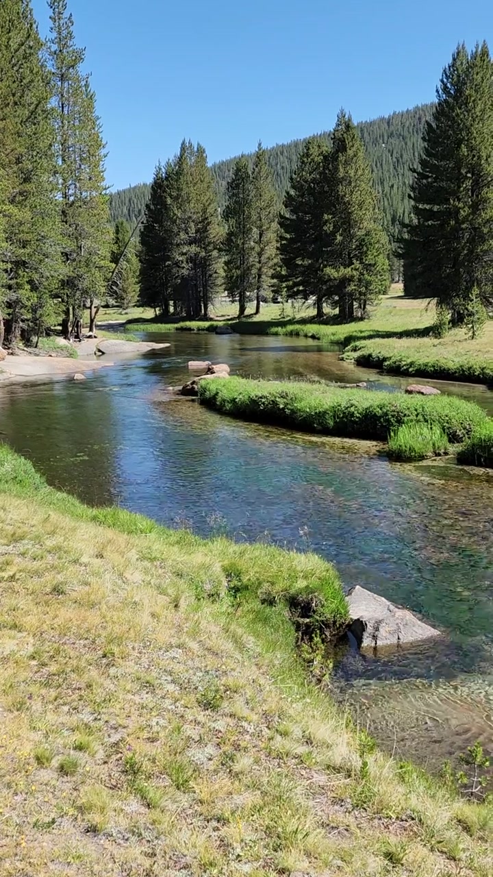 Lyell Creek & Alpine Meadows 🏞️🐟