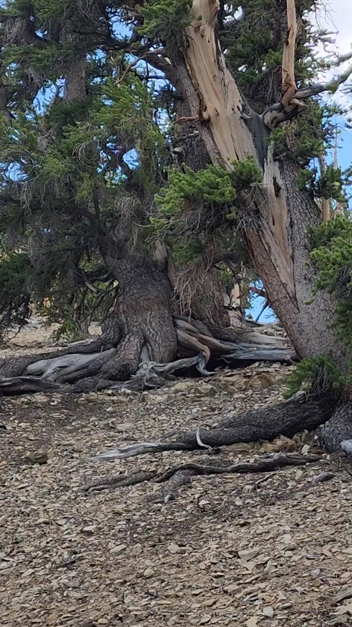 🌲 Timeless Titans: Bristlecone Pines