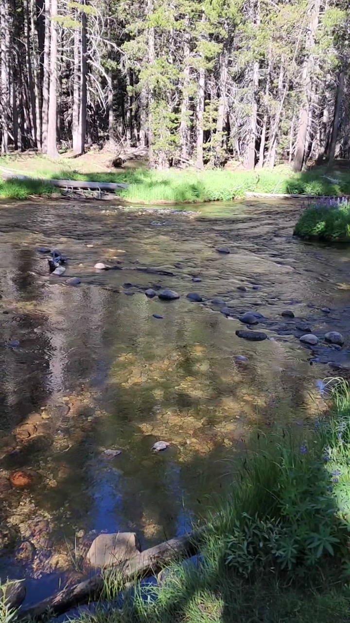 Lyell Creek on the John Muir Trail 💧🌿