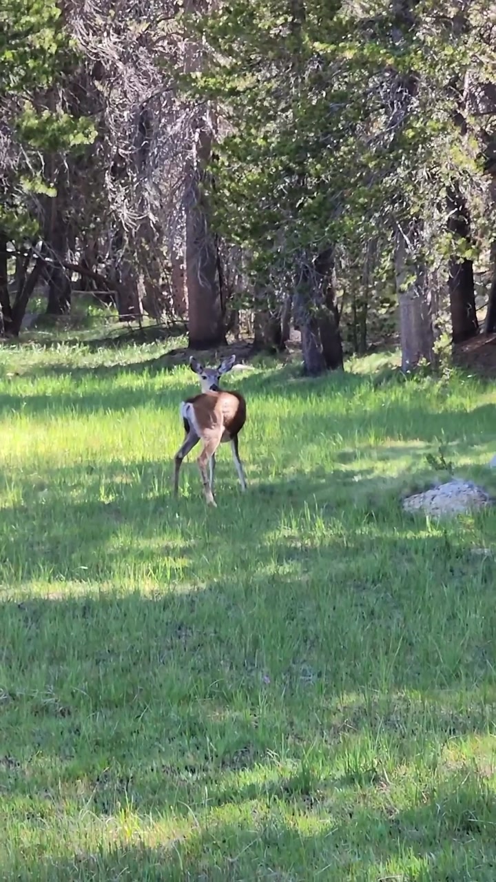 Deer on John Muir Trail 🦌🌱