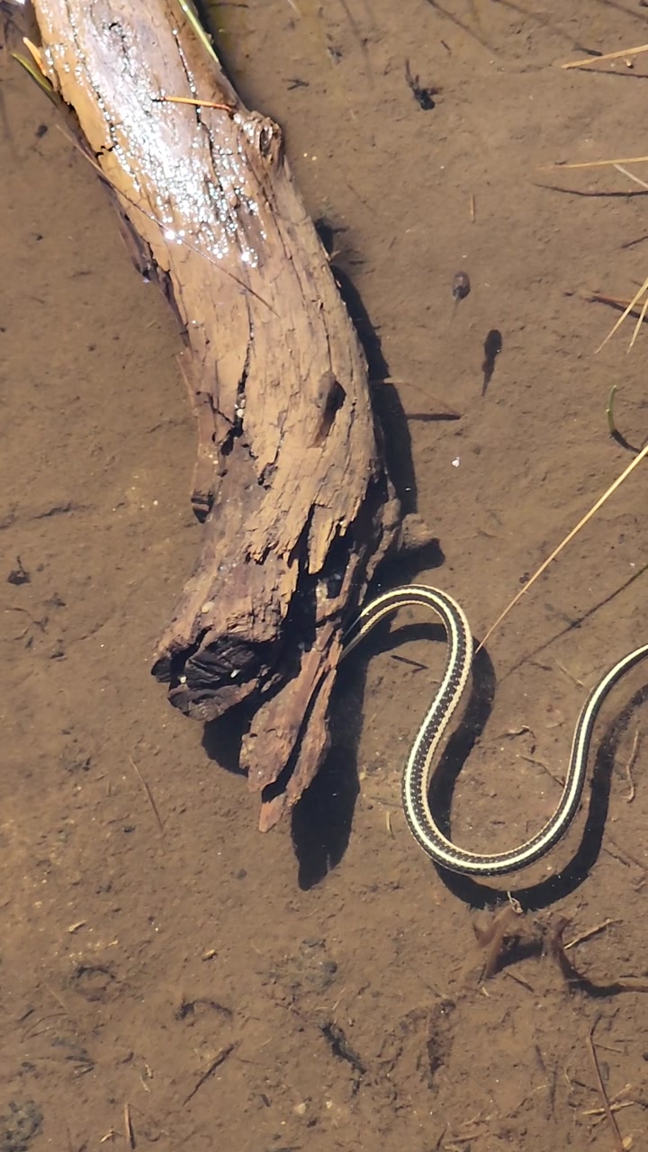 Garter snake hunting tadpoles 🐉💧