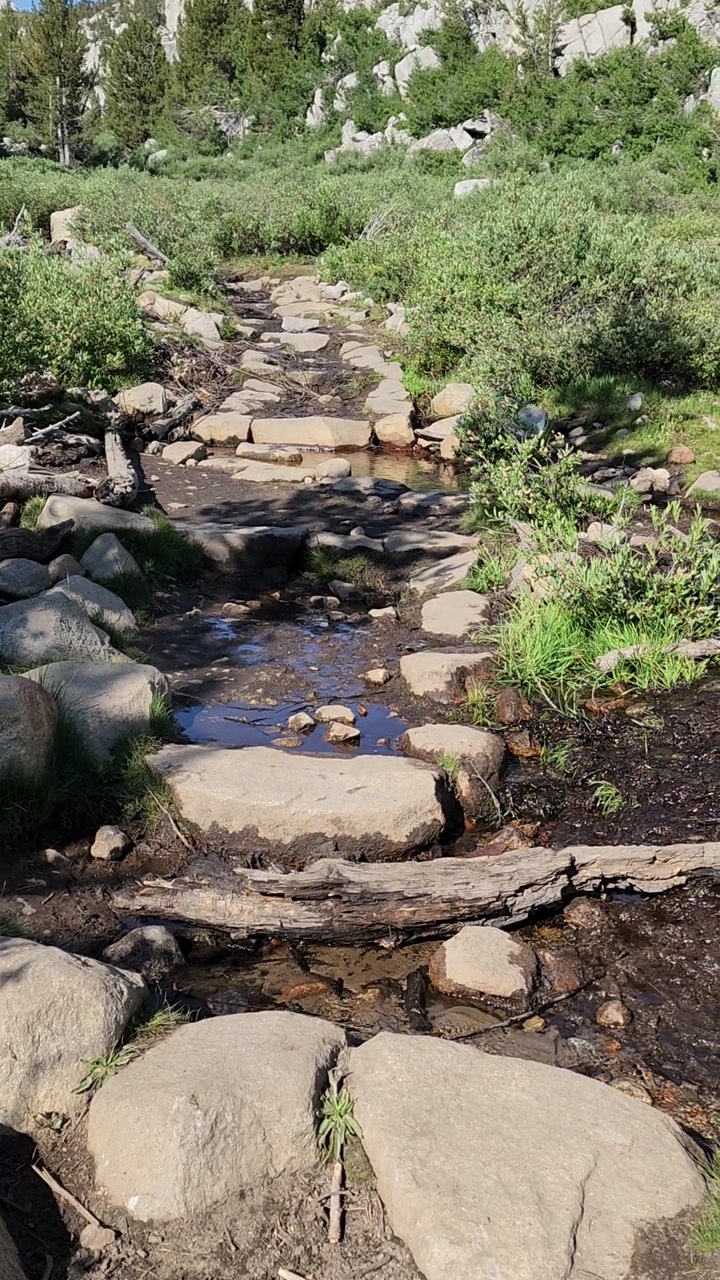 Eastern Sierra stream: birds & fish🐦🐟