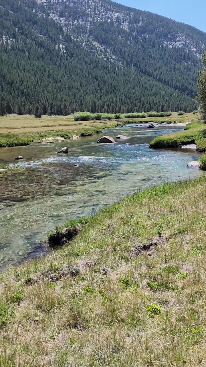 Lyell Creek on Tuolumne Meadows 💧🐟