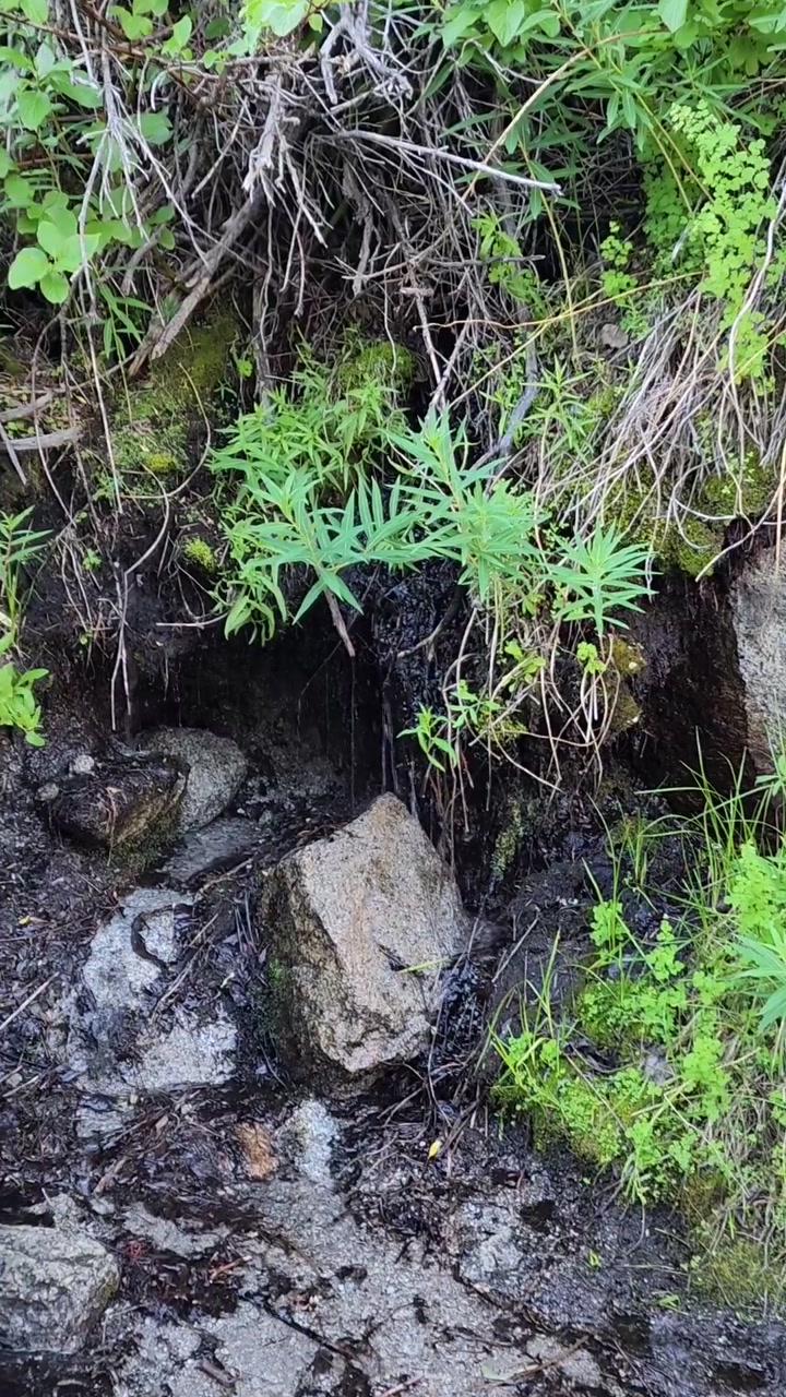 Mountain Trickles and Tiny Fish 💧🌿