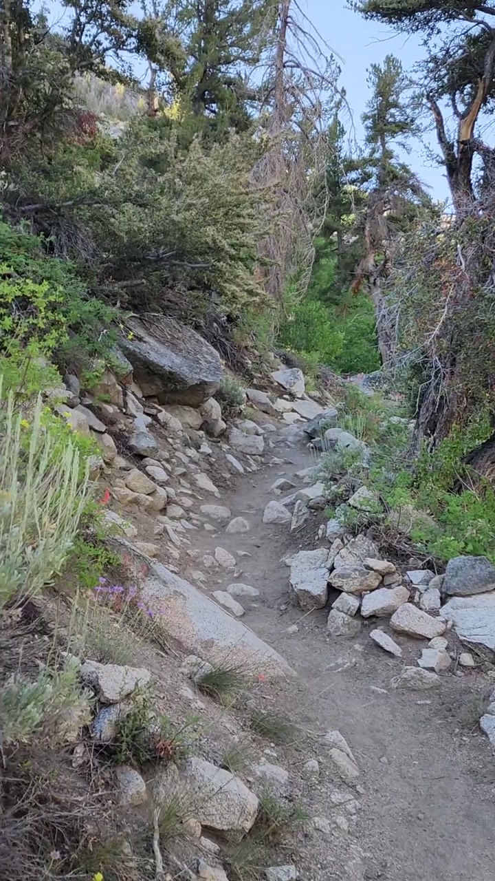 Eastern Sierra beautiful plants 🌿🪻