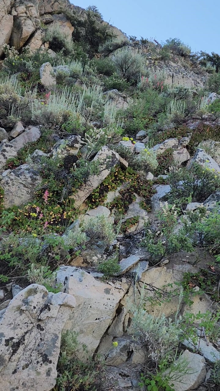 Flowers along Sierra trail. 🥀🪻🌿