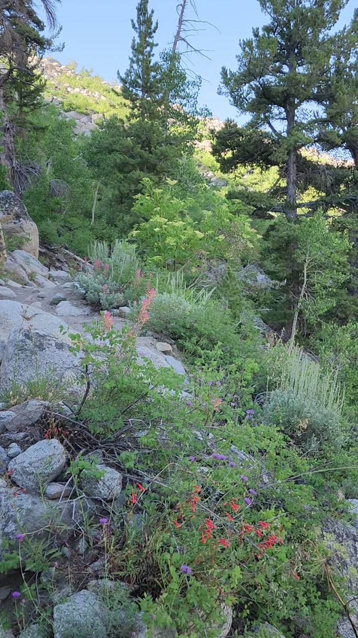 Magical Sierra trail to Blue lake 🌷