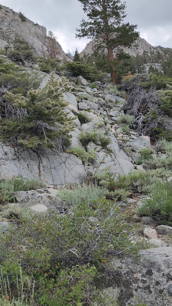 Beautiful Eastern Sierra trail 🌿🍃🌾