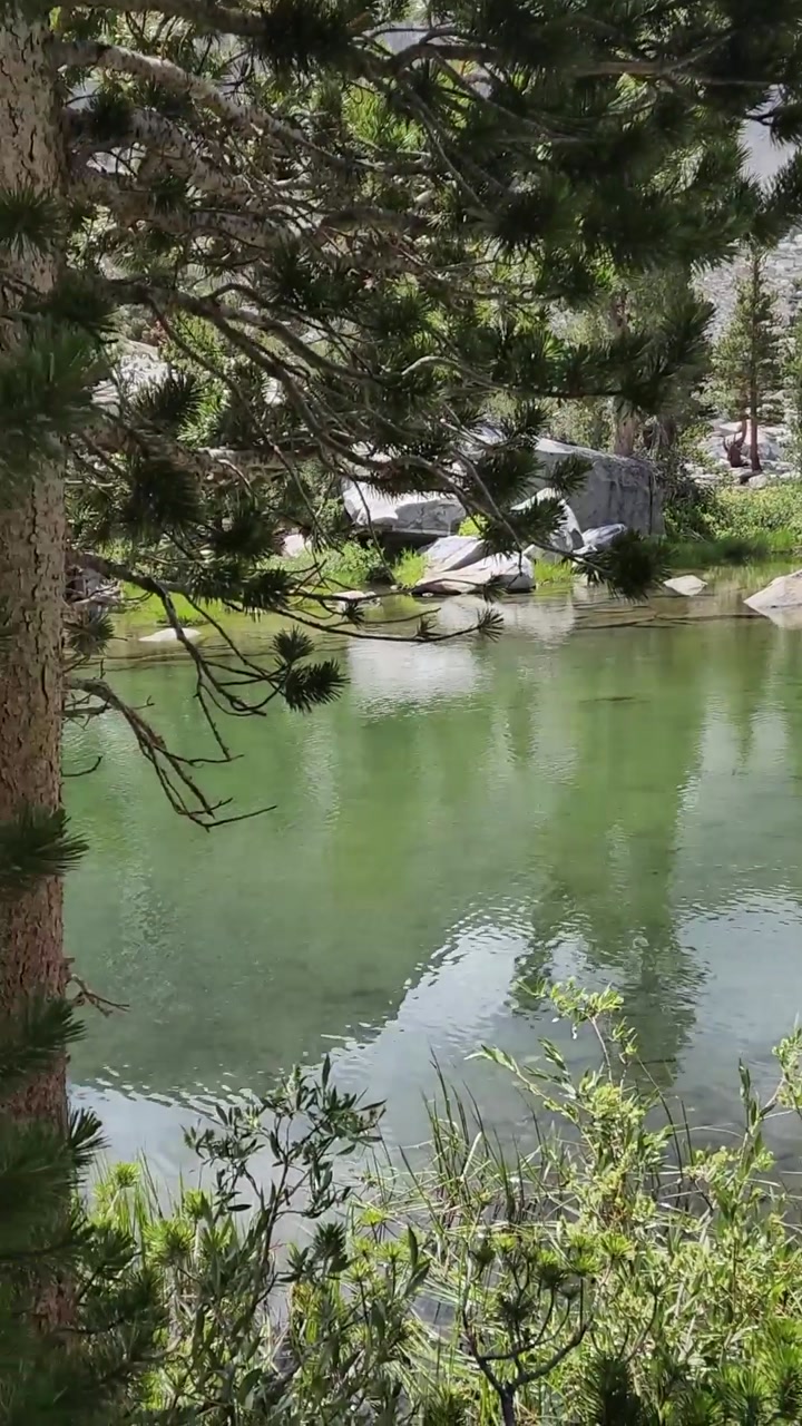 Sierra green lakes among pine trees🌲