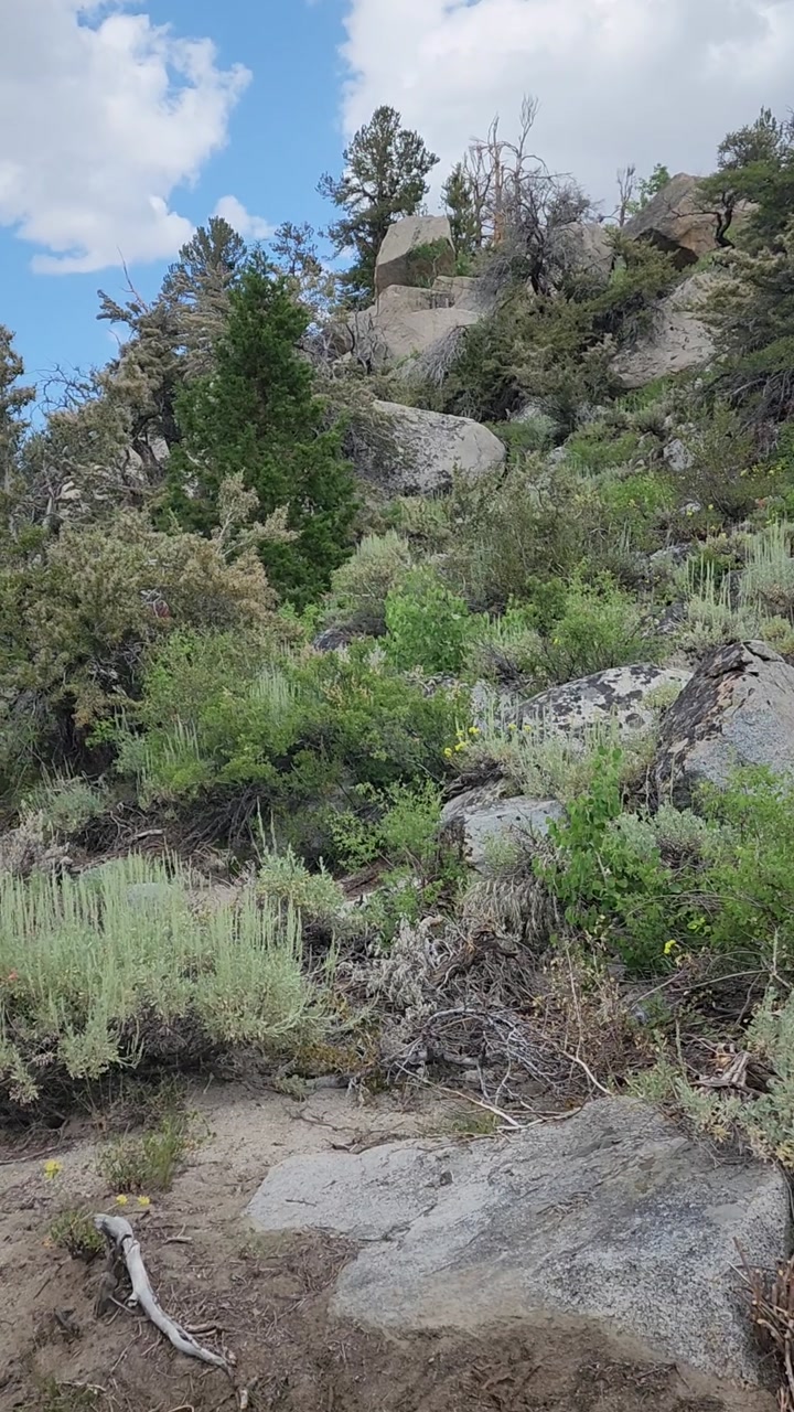Scenic trail to Blue lake 🌿💐🗻🦜