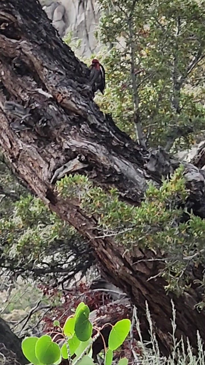Woodpecker near tail. 🦆🌲