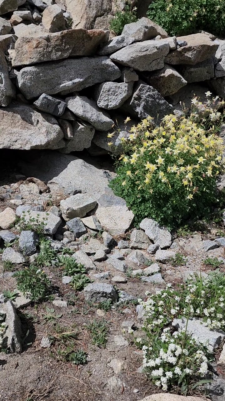 Beautiful alpine flowers on trail 💐
