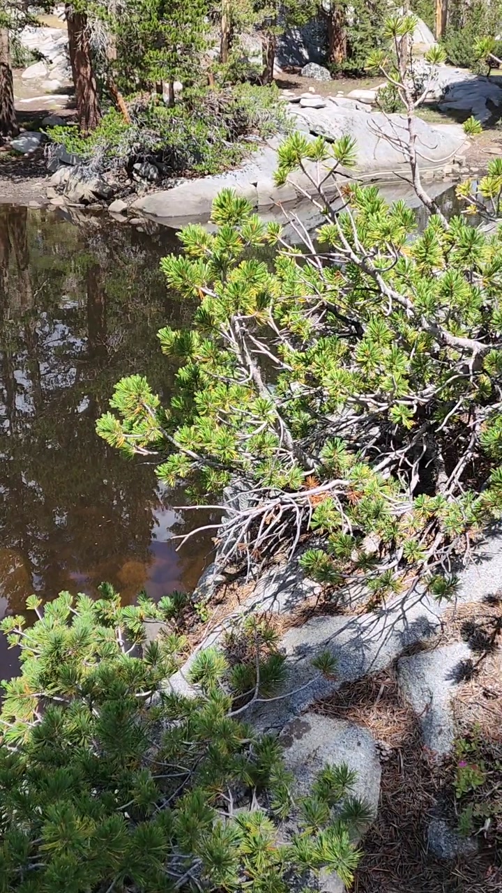 Small alpine pond among trees 🌲💧🌿