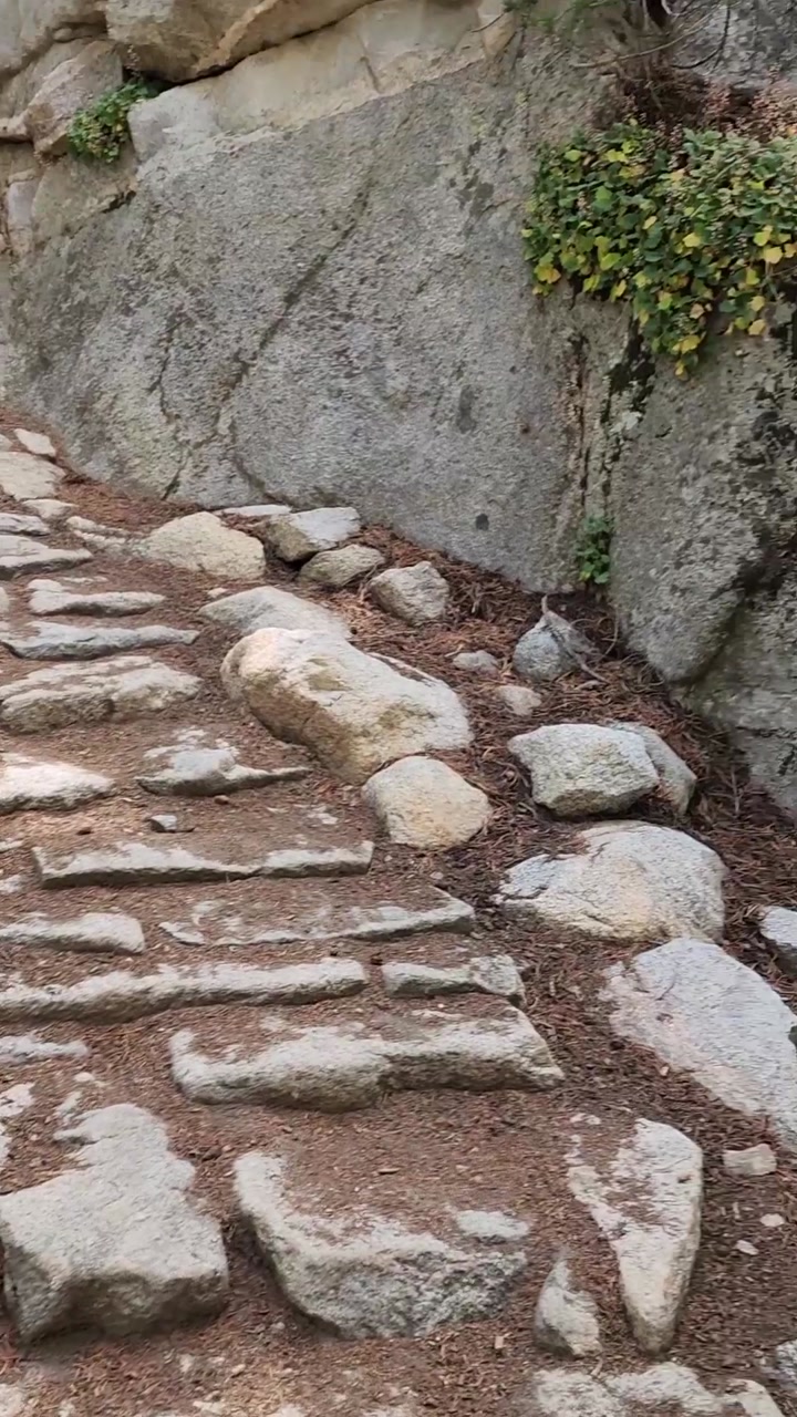 Stone Steps Among the Trees 🌲🪨🌿
