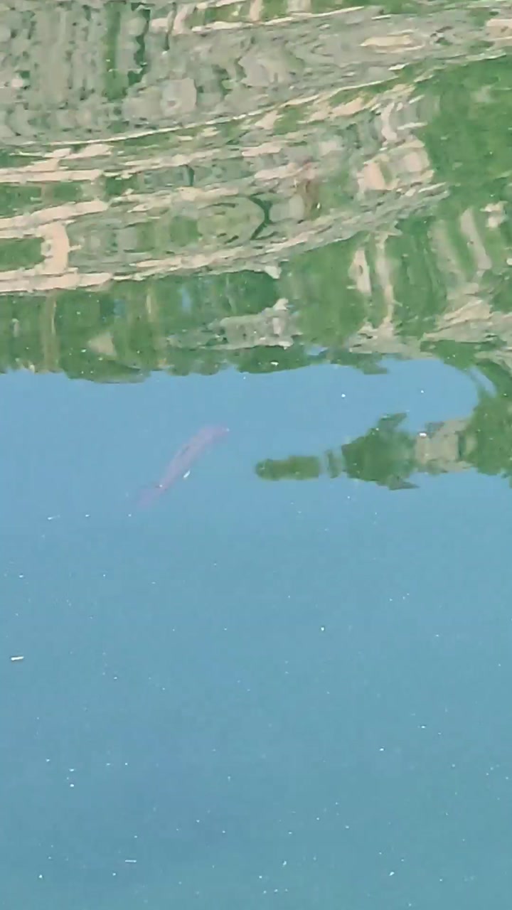 Fish 🐟 in Clear Eastern Sierra lake