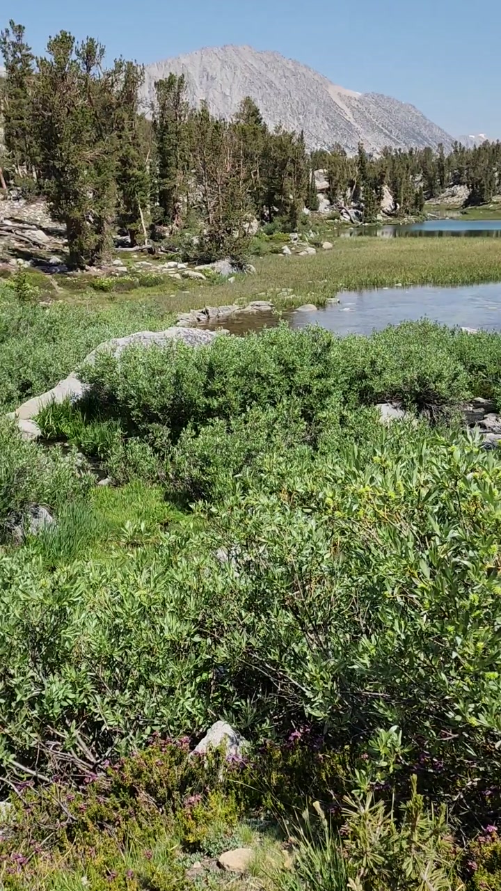 Meandering Creek in Sierra Meadows🌿