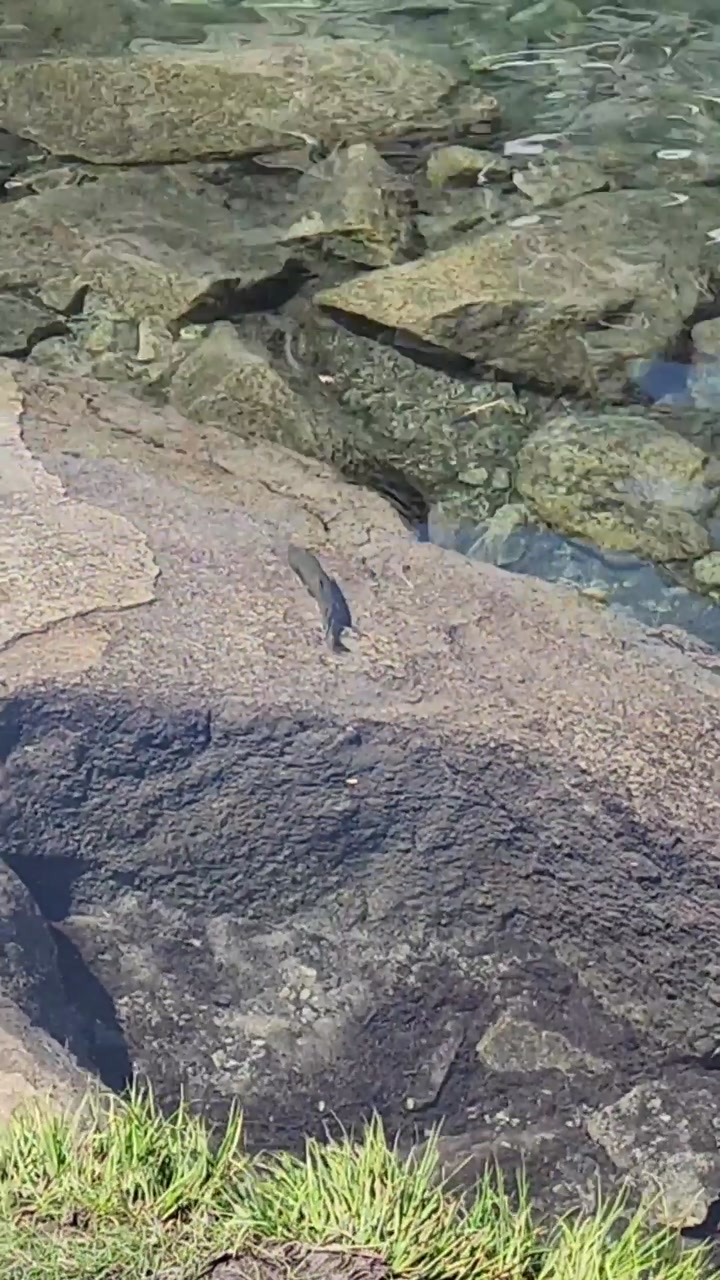 Fish🐟 in Gem Lake Below Snowy Peak⛰️