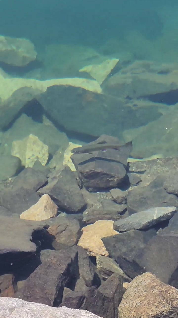 Alpine Fish🐟 in a High‑Sierra Lake💧