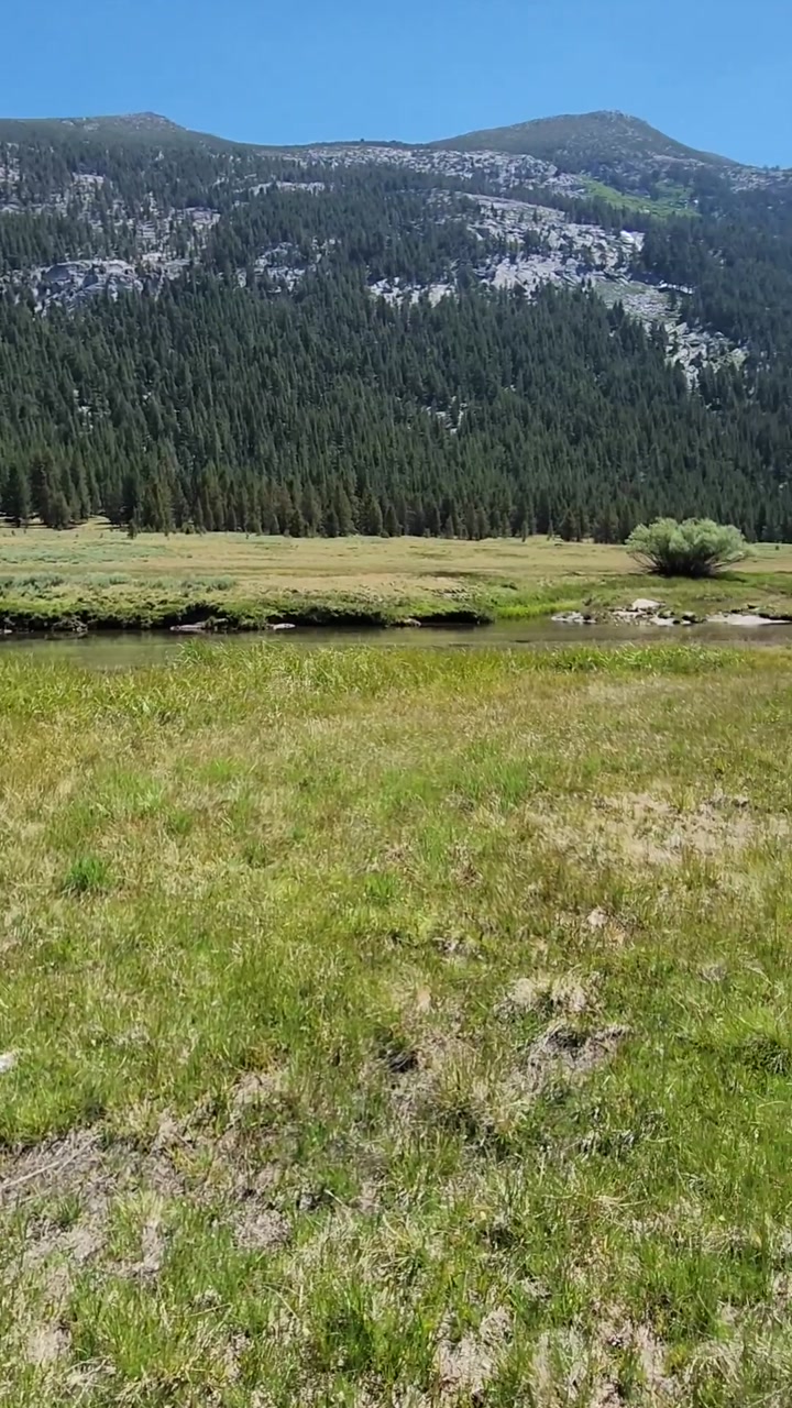 Mountain View over Open Meadows 🌲🏔️