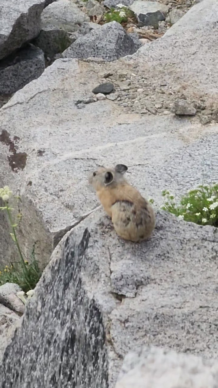 Pika in the Eastern Sierra 🐨