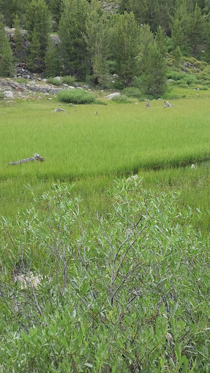 Meandering brook in the meadow 🌾