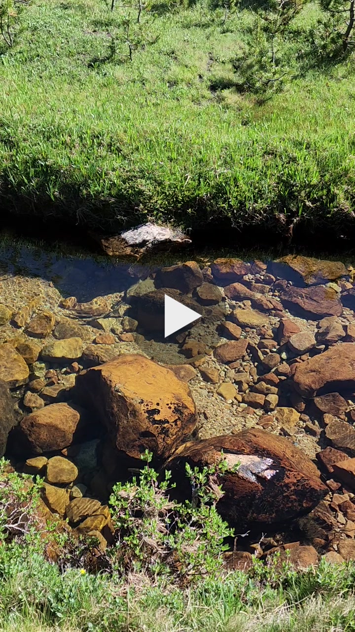 🐟🌊 Fish in a Mountain Stream