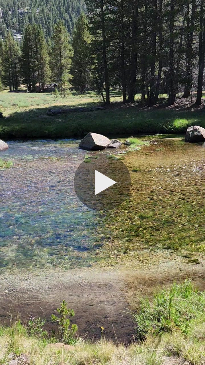 Lyell Creek & Alpine Meadows 🏞️🐟